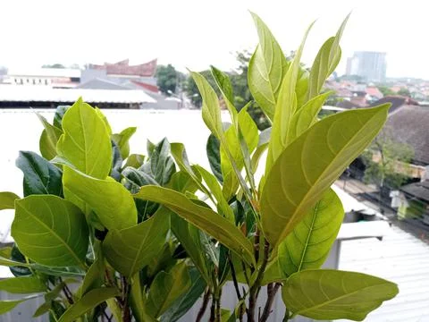 Jackfruit tree is green Foto stock