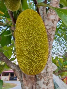 Jackfruit Tree with Hanging Fruit Close-Up Stock Photos