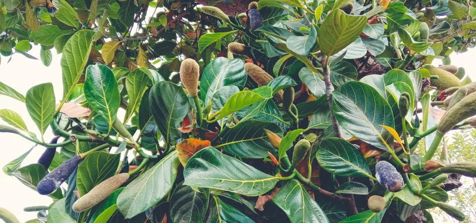 A jackfruit-tree has many small jackfruits Stock Photos