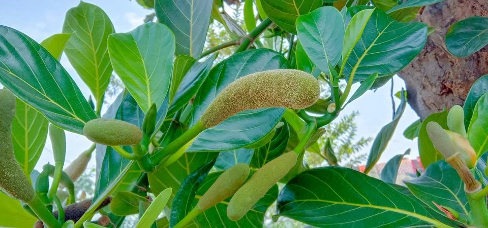 A jackfruit tree has many small jackfruits Stock Photos