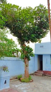 A jackfruit tree in a house yard Stock Photos