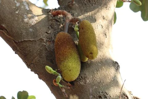 Jackfruit tree in kerala Stock Photos