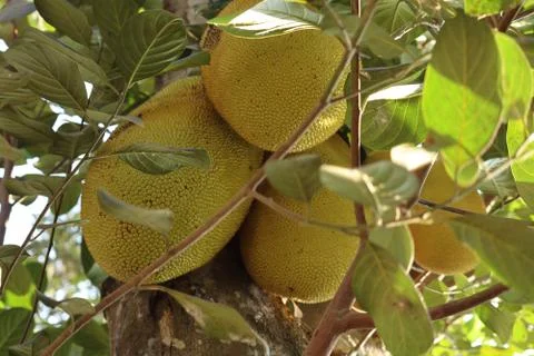 Jackfruit tree in kerala Stock Photos