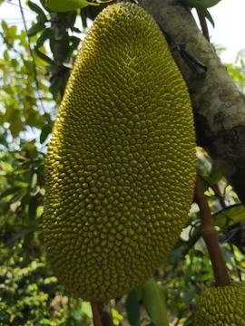 Jackfruit tree with large green fruit. Stock-Fotos