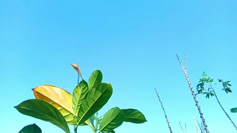 Jackfruit tree leaves blowing in the wind Stock Footage 290918465