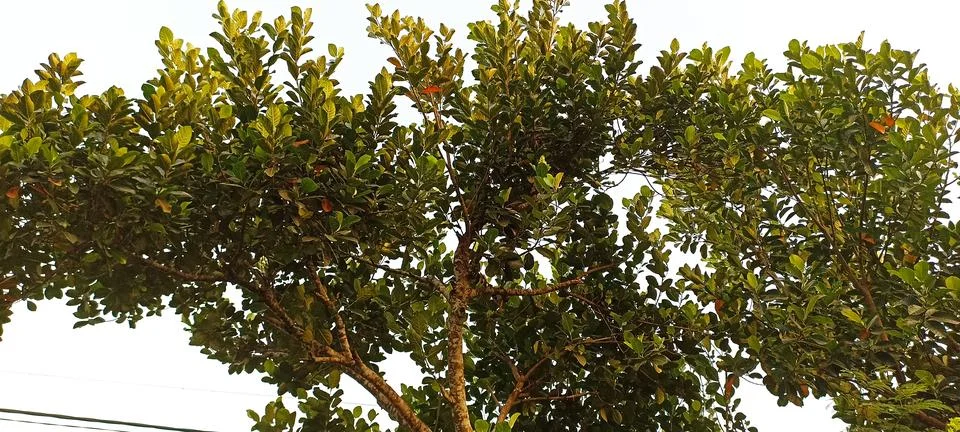 Jackfruit tree leaves Foto stock