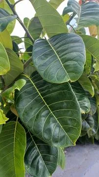 Jackfruit Tree Leaves Stock Photos