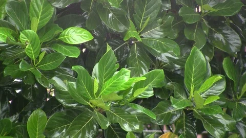 Jackfruit Tree in Monsoon 動画素材 100034005