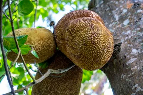 Jackfruit Tree or Bread Tree and young Jackfruits Stock Photos
