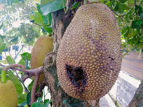 Jackfruit on Tree with Partial Damage Stock Photos