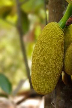 Jackfruit on the tree Stockfoto's