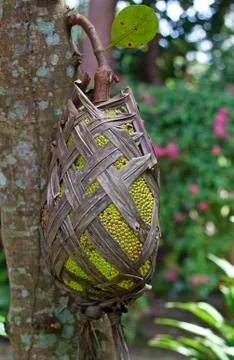 Jackfruit on the tree Stock Photos