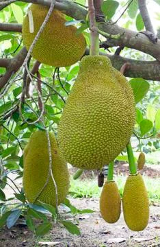 Jackfruit tree Stock Photos