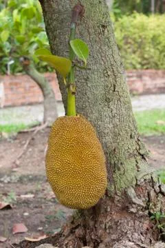 Jackfruit tree Foto stock