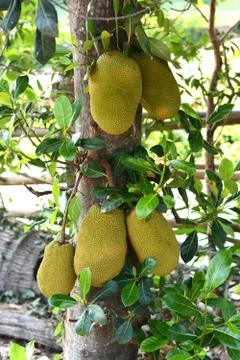 Jackfruit on the tree Stock Photos