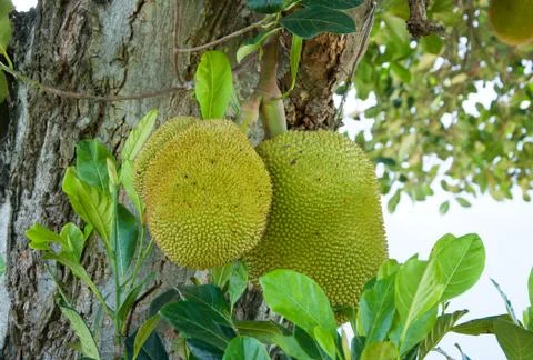 Jackfruit on the tree Stock Photos