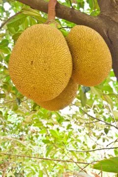 Jackfruit on tree Stock Photos