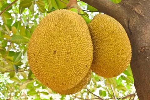 Jackfruit on tree Stock Photos