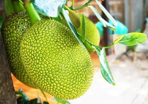 Jackfruit on the tree Stock Photos