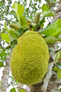 Jackfruit on the tree Stock Photos