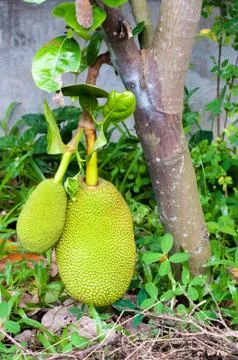 The jackfruit on tree Stock Photos