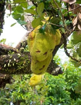 Jackfruit on tree Stock Photos