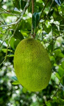 Jackfruit on tree Stock Photos