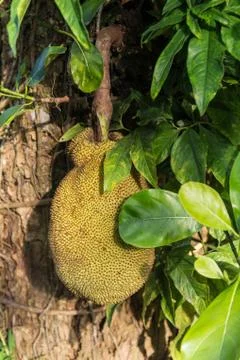 Jackfruit tree Stock Photos