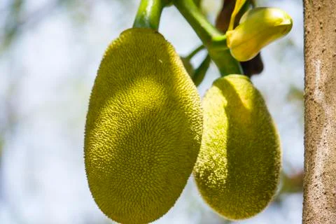 Jackfruit on the Tree Stock Photos