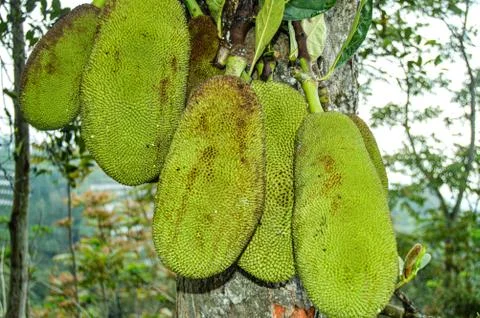 Jackfruit On The Tree. Stock Photos