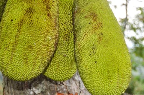 Jackfruit On The Tree. Stock-Fotos