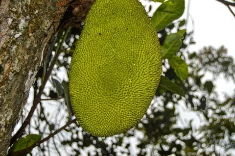 Jackfruit On The Tree. Stock Photos