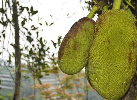 Jackfruit On The Tree. Stock Photos