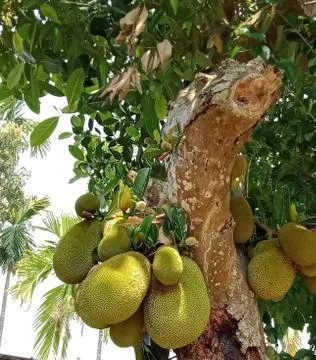 Jackfruit tree Stock Photos