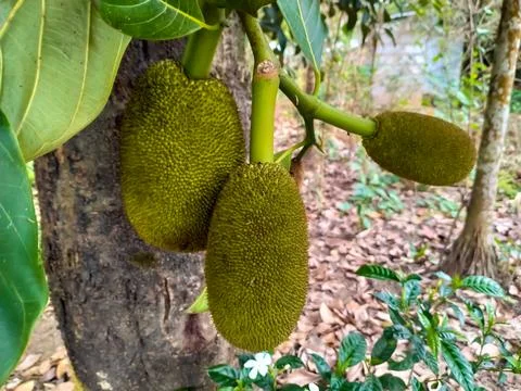 Jackfruit in the tree Stock Photos