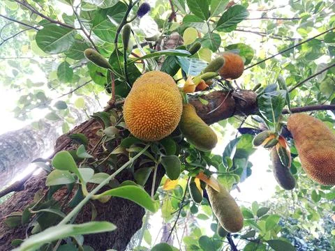 Jackfruit Tree Stock Photos