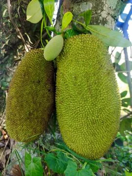 The jackfruit tree 스톡 사진