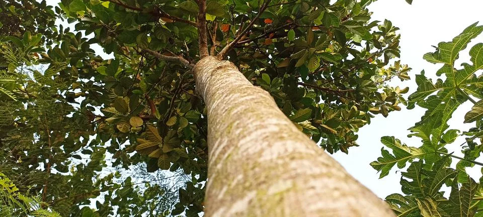 Jackfruit tree Stock Photos