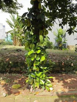Jackfruit tree. Foto stock