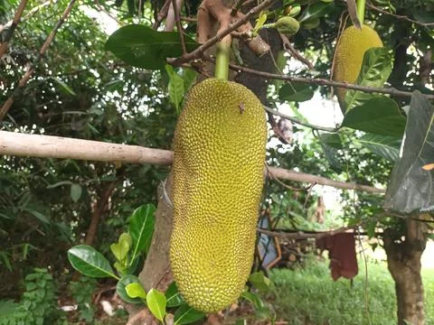 Jackfruit on the Tree Foto stock