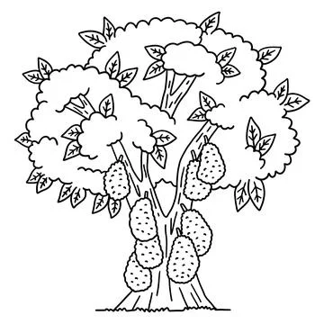 Jackfruit Tree Plant Isolated Coloring Page Stock Illustration