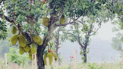 Jackfruit Tree in Rain with Fresh Green Fruits on Branches Vídeo Stock 196327189