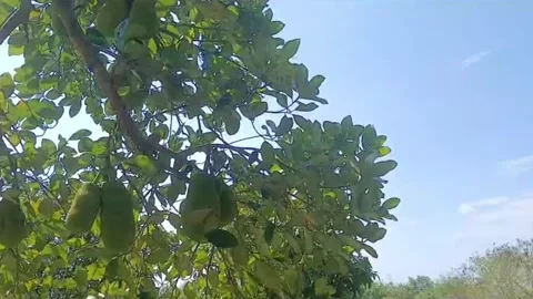 Jackfruit Tree Swaying in Gentle Wind in Vietnamese Countryside Stock Footage 337155375