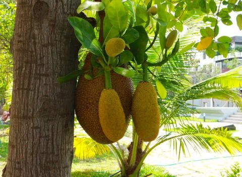 Jackfruit tree on tree Stockfoto's