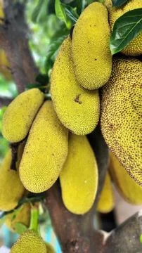 Jackfruit tree with young and very dense fruit Stock Photos