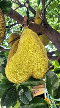 Jackfruit tree with young and very dense fruit Foto stock