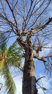 Jackfruit trees that have fallen without leaves side by side Stock Photos