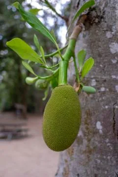 Jackfruit trees Stock Photos