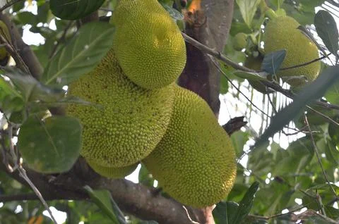 Jackfruit on the trees Stock Photos