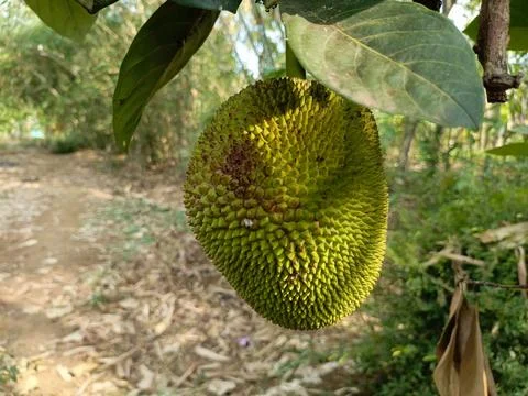 Jackfruit trees Stock Photos